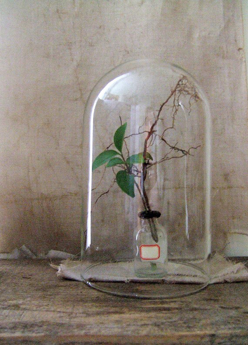 Make a terrarium centerpiece: