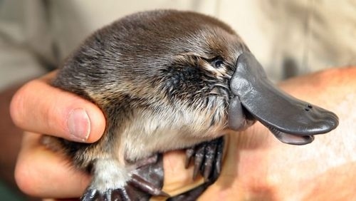 platypus babies are called