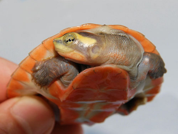 There are two extant suborders of turtles: Cryptodira and Pleurodira. Cryptodira (lit: hidden neck) pull their necks straight into their shell, but Pleurodira (such as the handsome fellow shown above) retract their heads partway before folding them off to the side. Pleurodira are commonly found in the southern hemisphere, so it's unlikely you'll run into a side-necked turtle in the United States unless it's someone's pet.