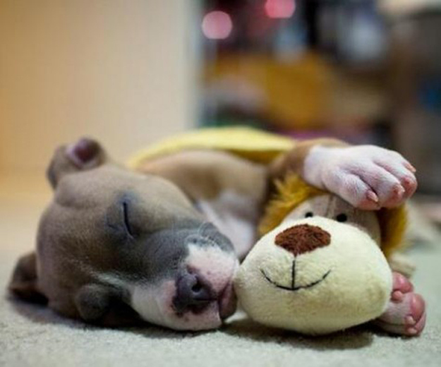 21 Irresistible Boxer Puppies To Celebrate Boxing Day