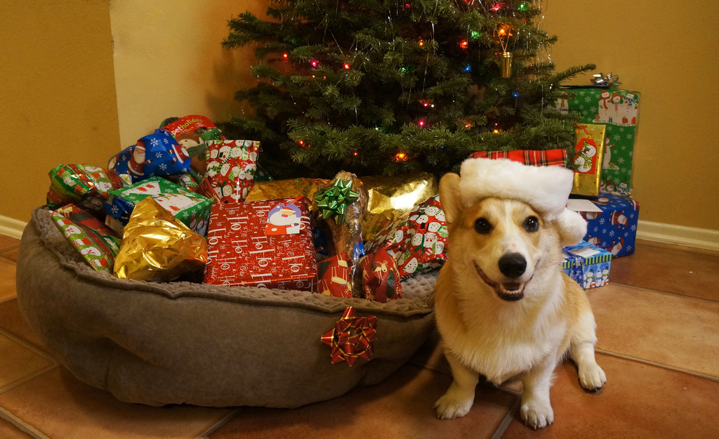Here he is waiting to open all his presents (all the ones in his new dog bed).