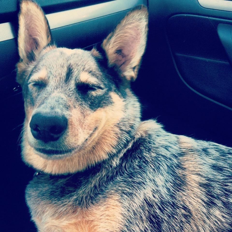 He really loves the car heater.