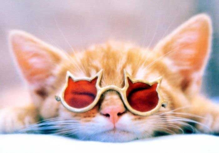 101 Cats Wearing Sunglasses