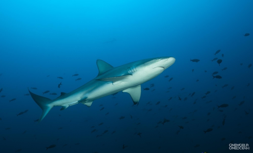 Shark finning gets attention, and resultsWhether because of Chinese NBA star Yao Ming’s spokesmanship, celebrity chef Gordon Ramsey’s powerful mini-doc (actually of 2011), or bans of the practice by California, Oregon, Illinois, the European Union and Costa Rica, this was the year shark finning got the spotlight. Major hotels and restaurants in Hong Kong banned the delicacy there. Cathay Pacific, the world’s largest airfreight company, has banned the shipping of shark products. The Honduran president even publicly burned confiscated shark fins caught in his country’s waters. While these are all good developments, new forms of the harmful and wasteful practice, like killing rays for their gill rakers, showed there is still work to be done. New York came close to a ban, but indecision postponed a ruling, and a proposed ban there will have to be reintroduced in 2013.