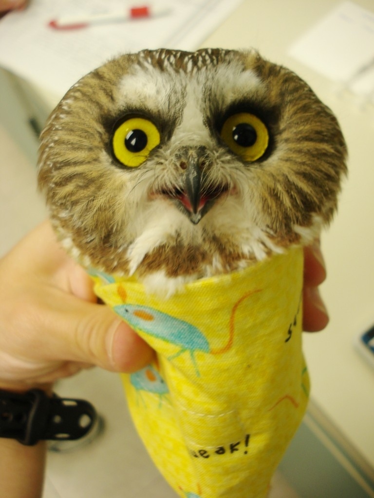 stuffed animal wrapped in burrito