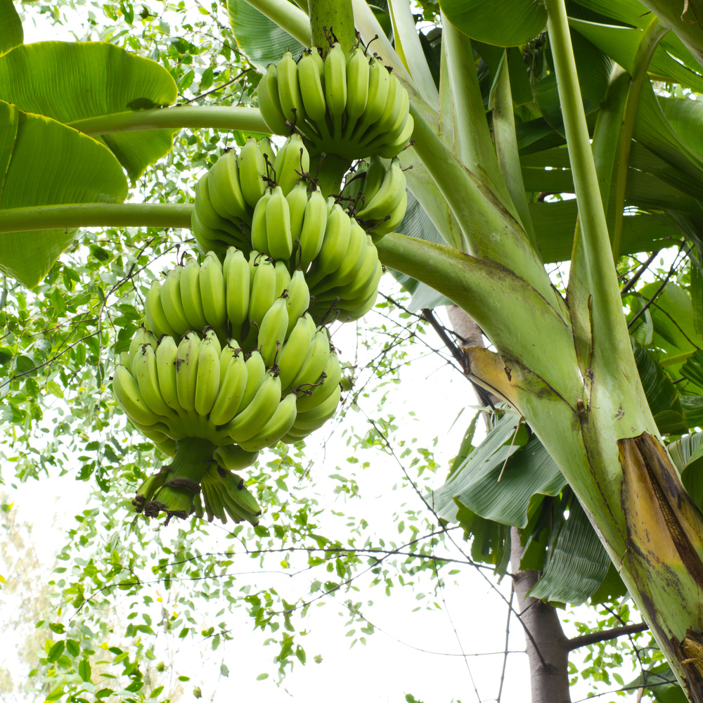 "YOURS FOR THE DIGGING. REALLY HUGE BANNANA TREES.actually all sizes"