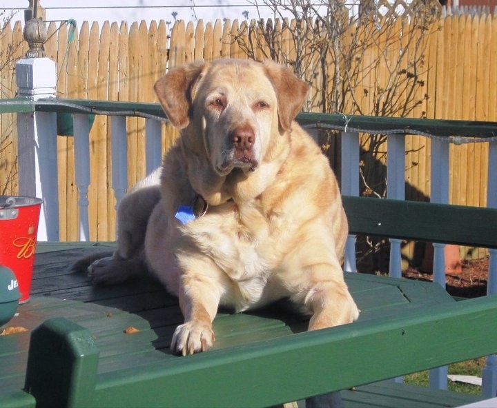 This was the dog I gave the Subway turkey sandwich to. She didn't seem that interested in it though.