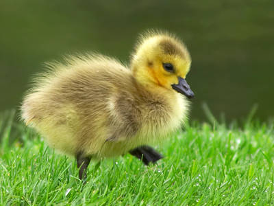 This is a gosling. But no, it's not Ryan.