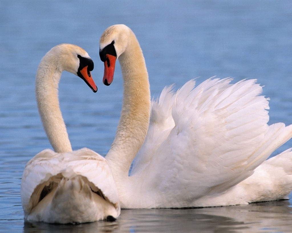 Probably the inspiration for "Swan Lake."