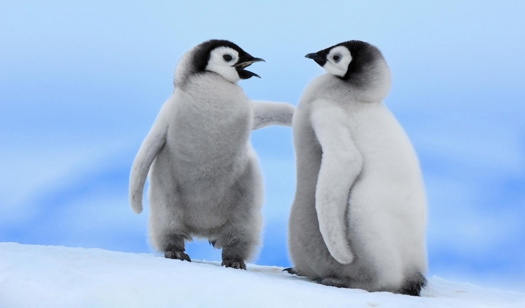 I wonder what these two are talking about.