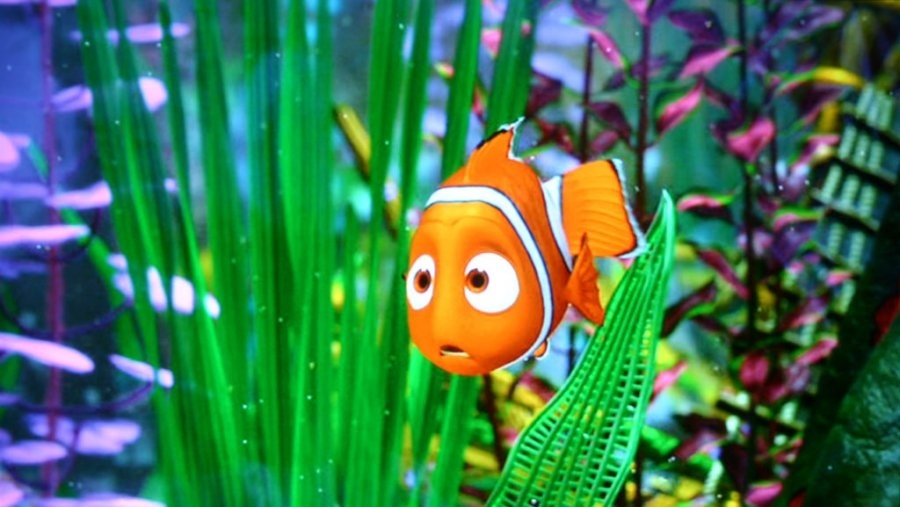 Because nothing strikes fear into the hearts of North easterners than a handy-capable clownfish with daddy issues.