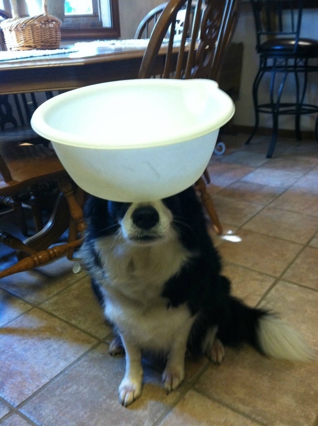 Meet Zelda, The Most Patient Border Collie In The World