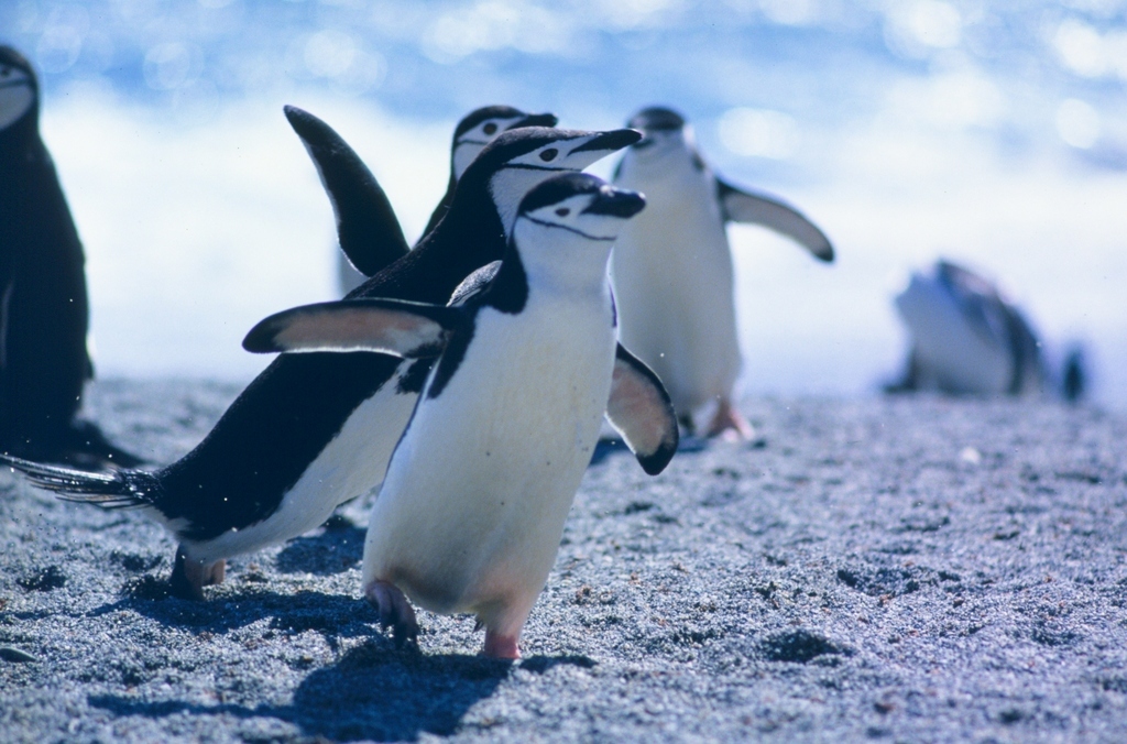 Instead of walking conventionally, we like to waddle places. I've suggested that we waddle for our first dance... I guess we'll have to see!