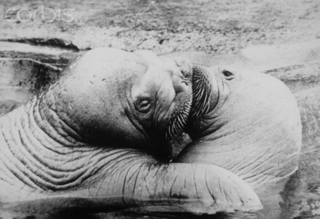 And here it is, perhaps the most passionate walrus kiss of all time.
