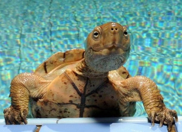Some of them are a lot faster than you think. Plus, they'll make faces at you for no reason.