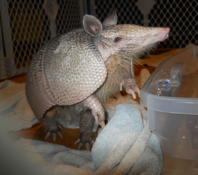 "For an animal that does not see very well Rustle definitely knows where and when to be present. If a cabinet opens in the animal food prep room he is there in a heartbeat, especially if it contains towels. If a refrigerator door opens he is ready to jump in. Rustle loves his produce--tomatoes, watermelon, bell peppers, grapes, peaches, and will try anything he is given and quickly makes a mess with it." READ MORE!