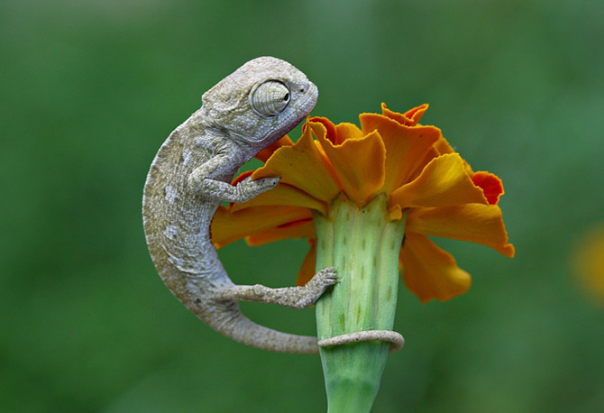 The Mystique Chameleon, like all species in the genus Calumma, is native to the island of Madagascar. The little fellow pictured above is one of three newly-hatched specimens living at the Madagascar Institute for Advanced Herpetology, where scientists hope he and his siblings will become the basis for a breeding program. Biologist Thomasina Moore Fakir discovered Calumma mystique roughly three years ago near Manafiafy Beach, but the phylogenetic research necessary to establish the creature as new species was only completed two months ago. Like all chameleons, Mystique Chameleons possess chromatophores, which allow them to change the pigmentation of of their skin. What makes Mystique Chameleons unique is the presence of what scientists are calling "plastiophores," a curious organelle that may possibly make these little lizards the most efficient camouflage artists on the planet.