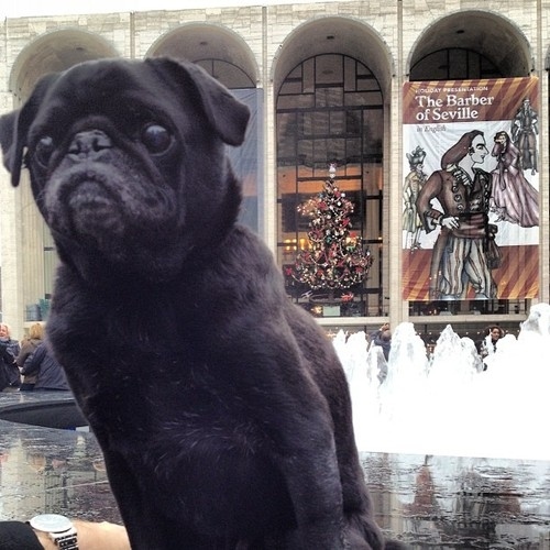 A frequent patron of the arts, Hamilton wants to make outings like the opera and ballet open to all animals. "I love twirling and tap-dancing," the pug says.