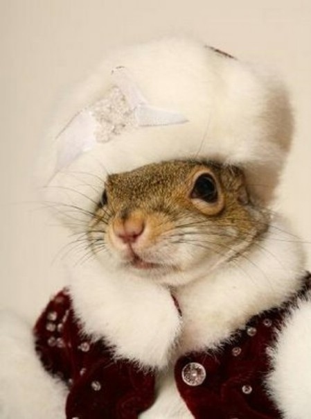 Potential for demonic possession: 200%. We all know squirrels already have demonic tendencies...