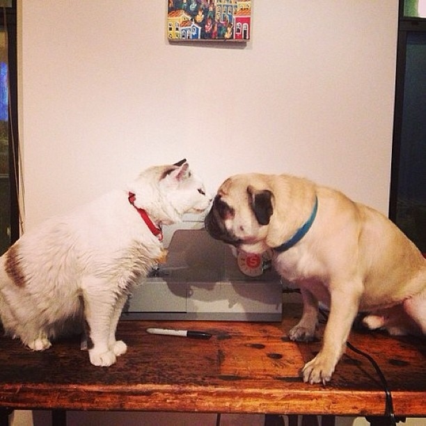 Even cats want in on this.