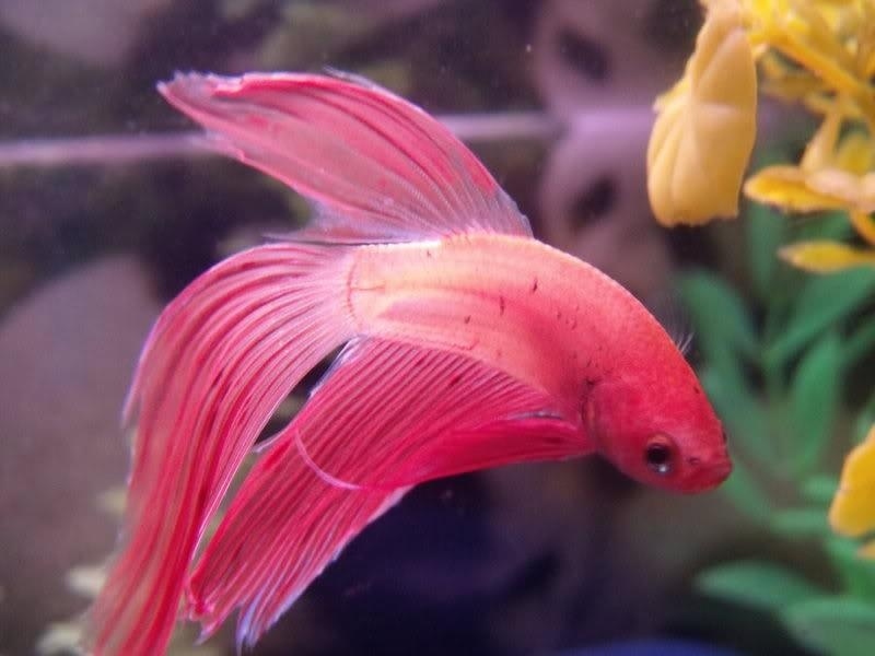 A male veiltail.