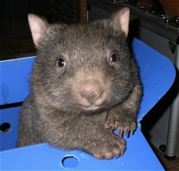 Voting is closed!Wombats win!