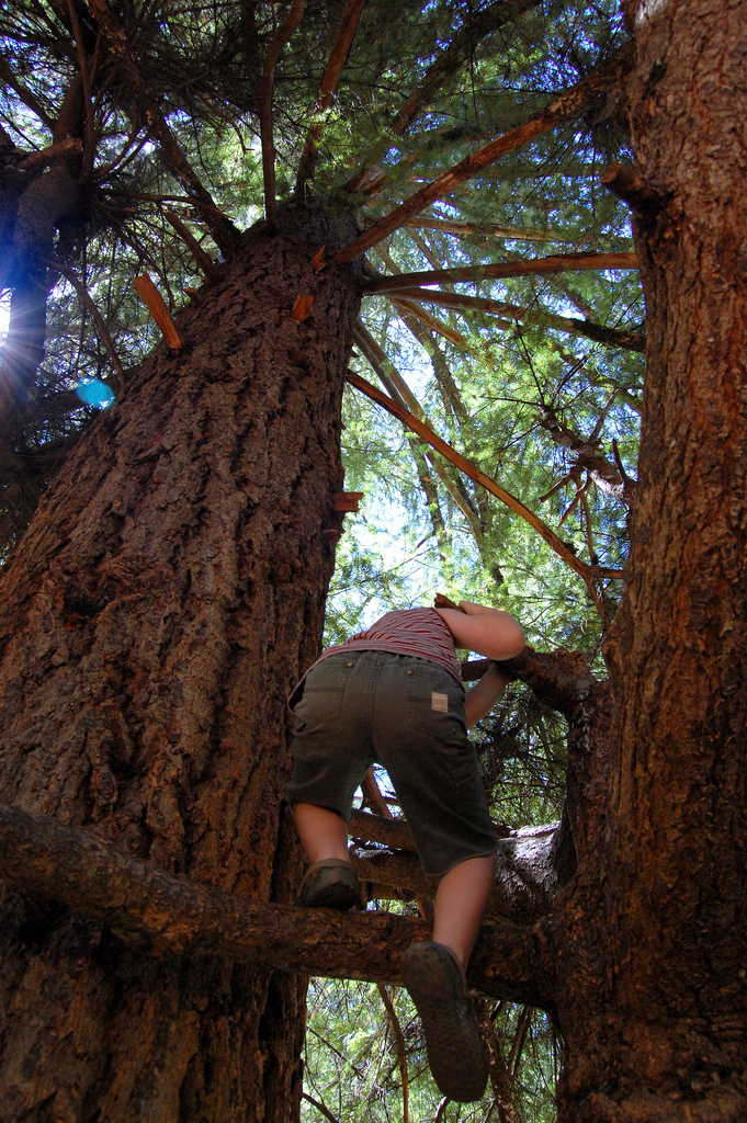 At Cornell University not only are you spending completely justified loan money on a class about climbing trees, but then you're actually required to spend the night in one, which you've totally wanted to do... don't lie.