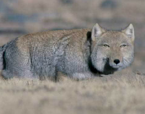 This fox has a heart as black as his nose.