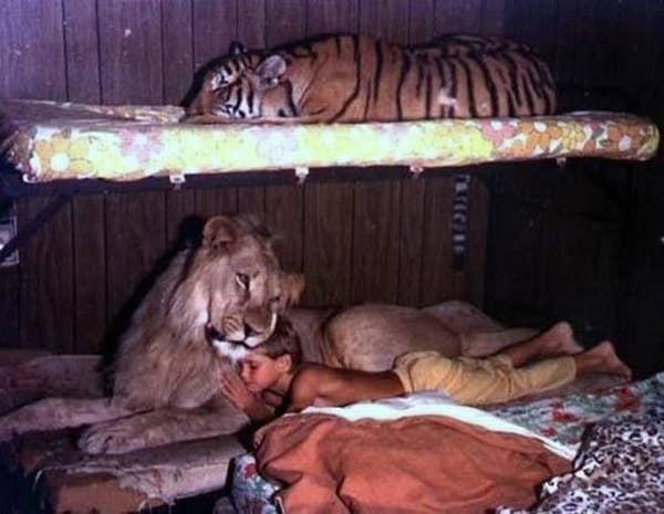 13 Reminders That Big Cats Are Basically House Cats