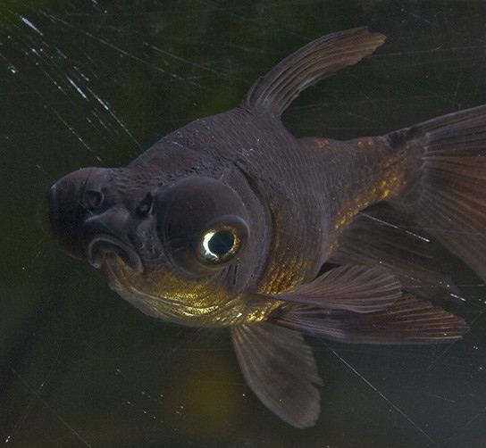 11) This fish isn't just disappointed, he's disgusted.
