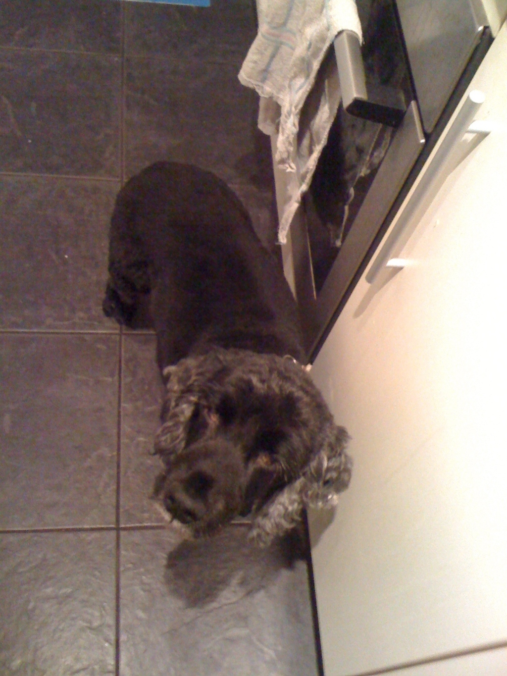 6) This dog is willing to bake his own pie if you'll open the fridge for him.