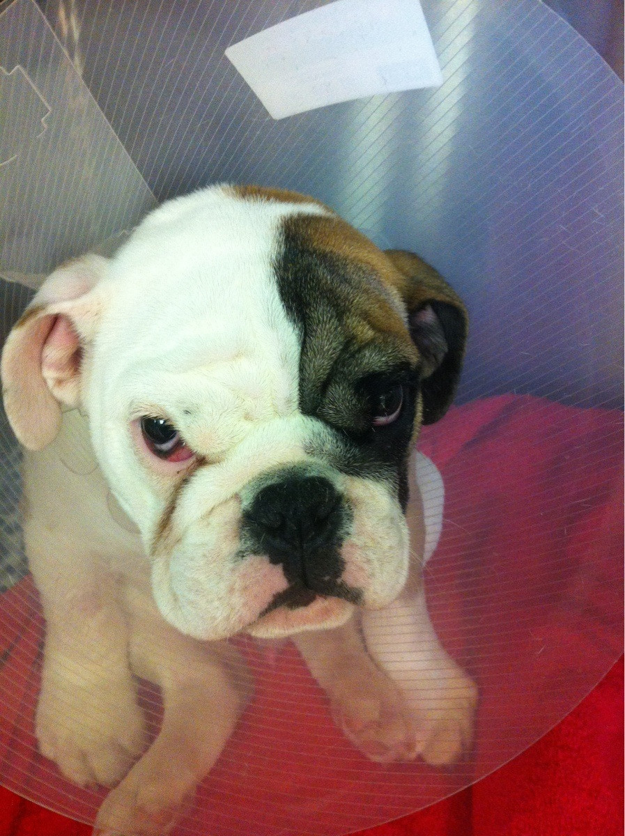 10) A piece of pie was the only thing this puppy had to look forward to today.