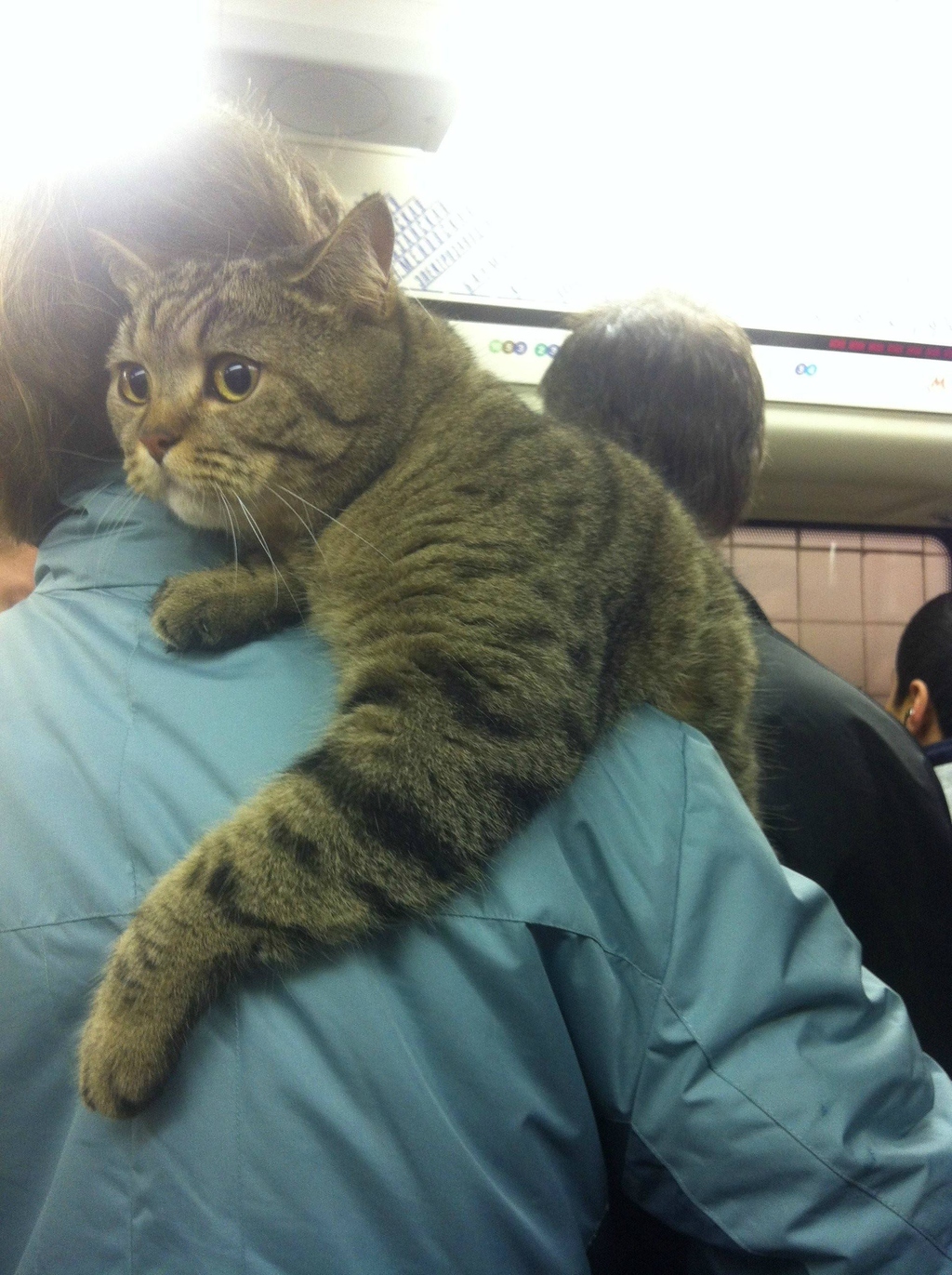 7) This cat is inconsolable. He hates numbers! You can't eat math!