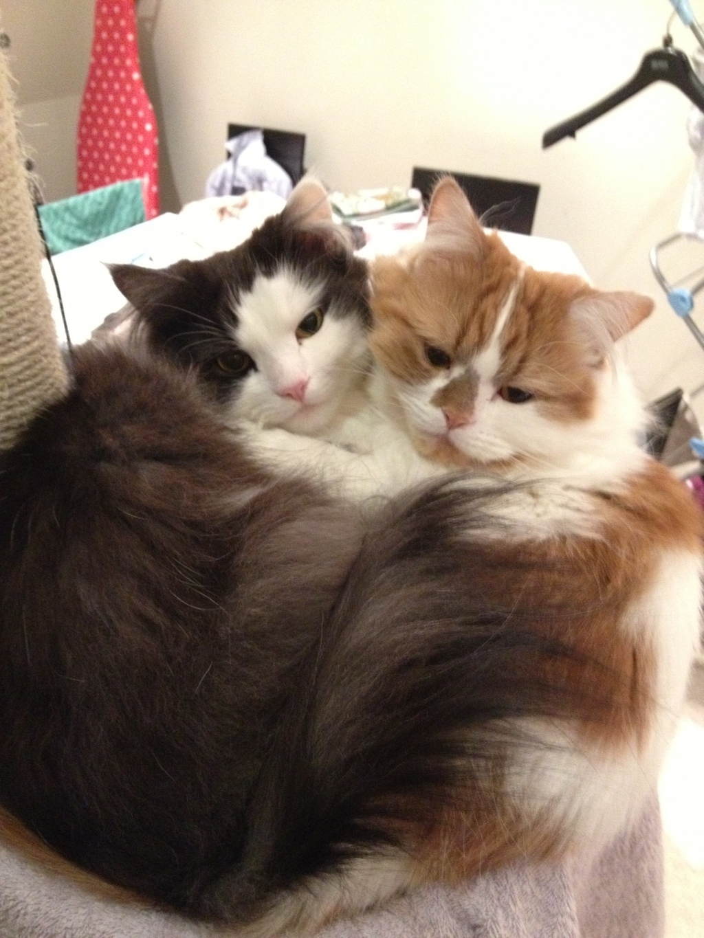 12) These cats thought a pie might appear if they made a pie shape.