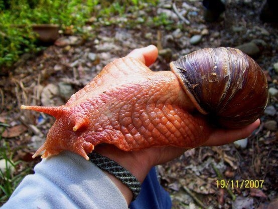 The orange, Snookie snail.
