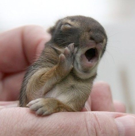 Such a sleepy little bunny.