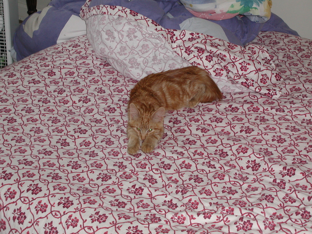 16) Somebody turn off the light. This pattern is making me dizzy.