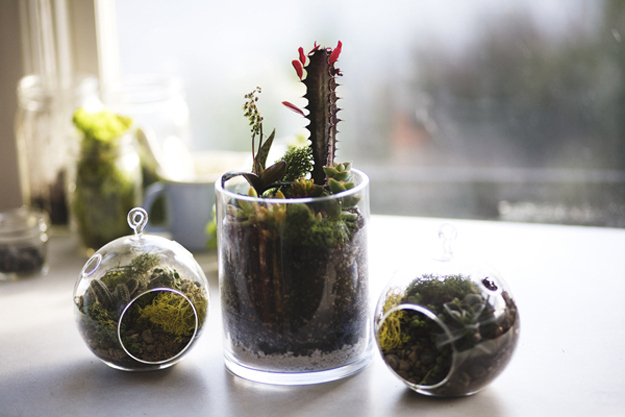 Think small, with succulents.