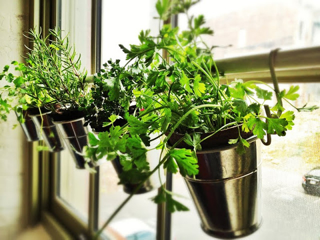 Hang living herbs over the sink for easy access.