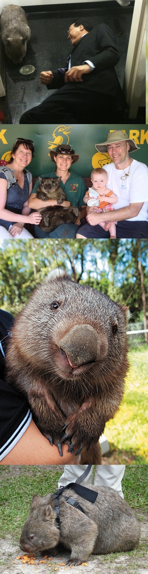 Animals March Madness, Round Two: Wombats Vs. Quokkas