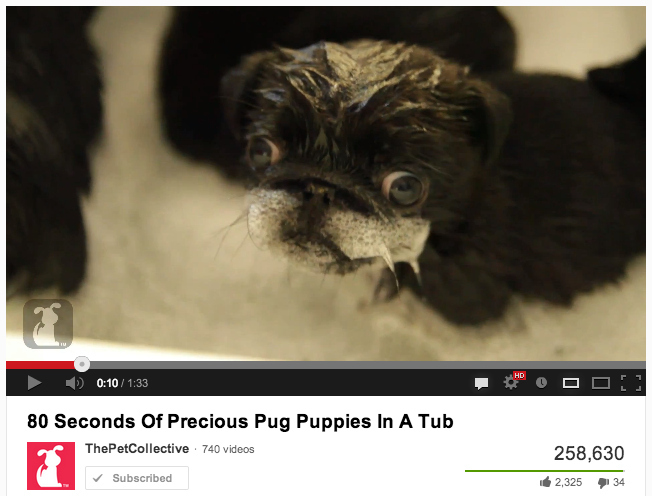 98.5% of people think baby pug puppies getting a bath are cute.1.5% of people are jilted ex boyfriends who are unfairly holding the pug breed in contempt for the sins of girlfriends' dogs past. Grow up, little boys. She left because of you. Leave the pugs out of it.