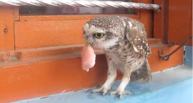 Looks delish, Dumbo.