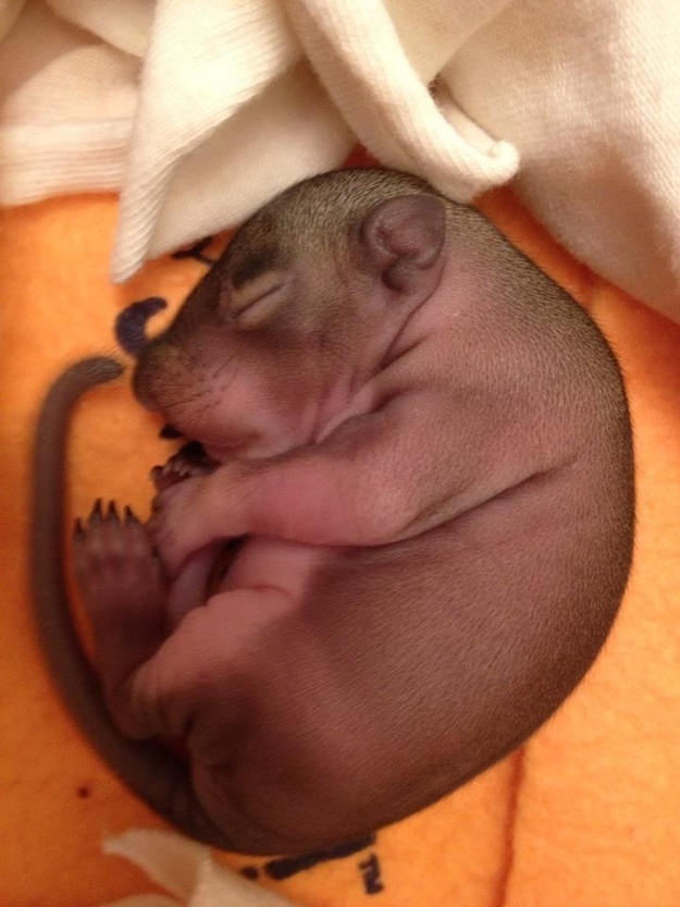 Baby Zip (that's his name.. cute right?) is starting to grow some peach fuzz. What a dapper lad!