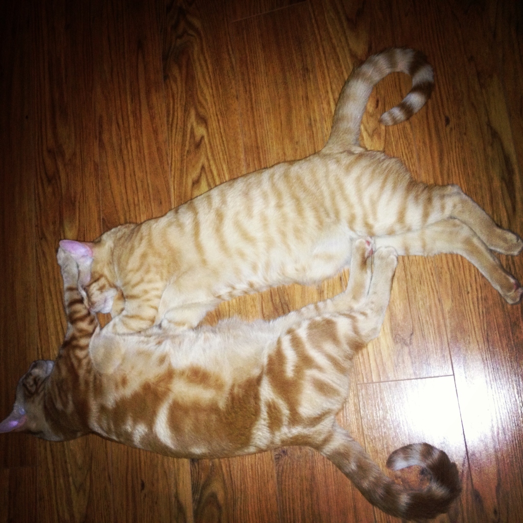 "Brother, let's shape our tails into two halves of a heart."