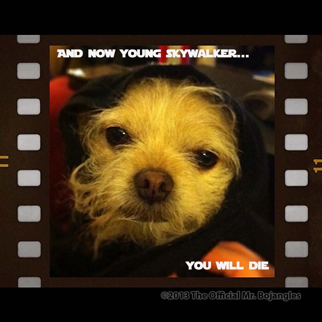 Mr. Bojangles makes his debut as the emperor in Return of the Jedi. Perfect for dog lovers and Star Wars lovers.