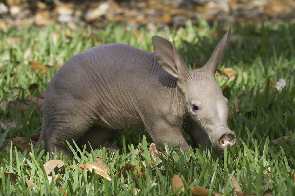 Hope you have some stock in Coppertone, cute-ugly, gender-indeterminant baby aardvark. A little pink on your skin would just make you look weird.