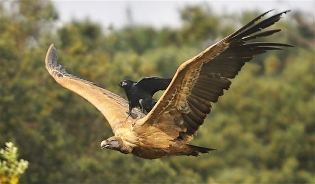I can kind of understand a flightless animal hitching a ride to see what it's like, but Jesus Christ, you've got wings so freaking use them.