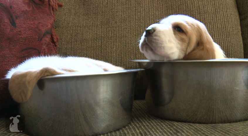 VIDEO OF THIS PUP...and his sister has already fallen asleep in hers. They can totes handle this situation.