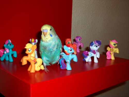 Yeah if you're into My Little Pony or whatever