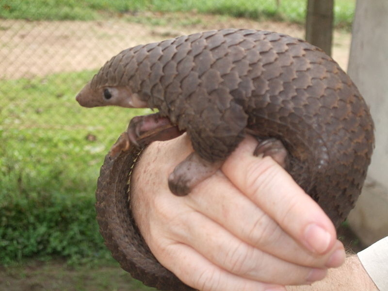 Unlike the ground variety, the tree pangolin is the most common forest pangolin. They are more adaptable than other species. They are semi-arboreal, preferring to spend much of their time in the trees of tropical forests. Their tongues can be as long as 27 inches and actually stretch from chest to pelvis.